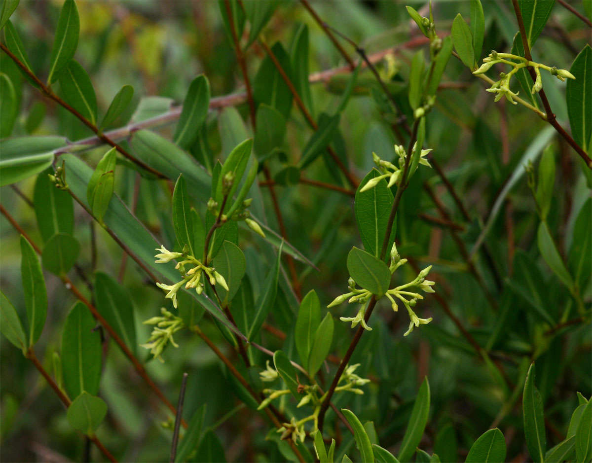 Image of Cryptolepis oblongifolia (Meisn.) Schltr.