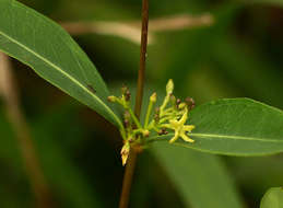 Image of Cryptolepis oblongifolia (Meisn.) Schltr.