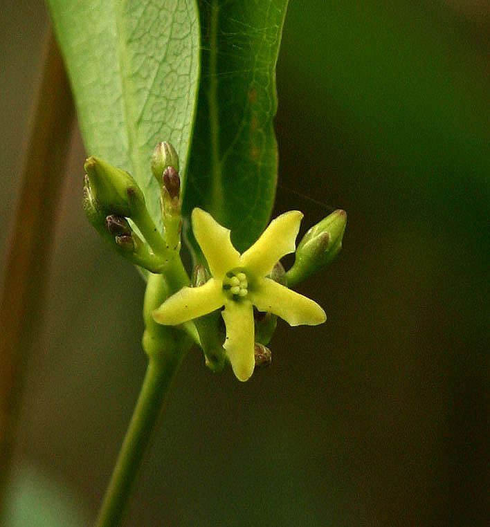 Image of Cryptolepis oblongifolia (Meisn.) Schltr.