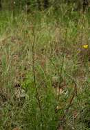 Image of Cryptolepis oblongifolia (Meisn.) Schltr.