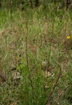 Image of Cryptolepis oblongifolia (Meisn.) Schltr.