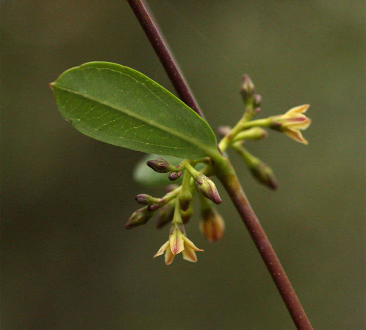 Image of Cryptolepis oblongifolia (Meisn.) Schltr.