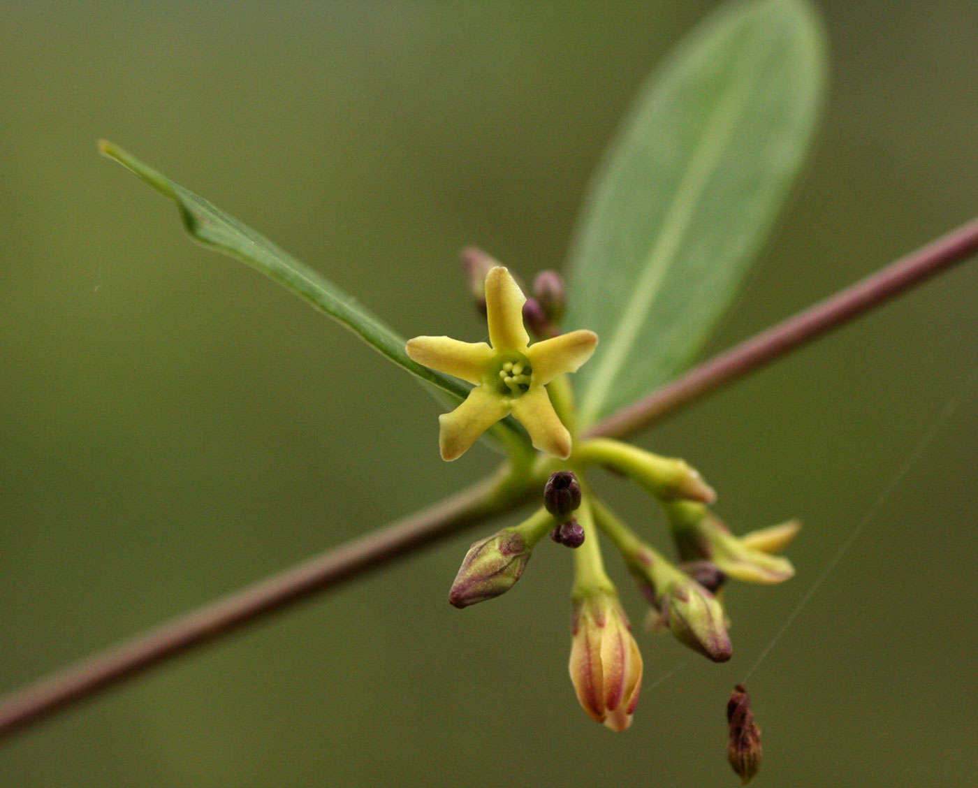 Image of Cryptolepis oblongifolia (Meisn.) Schltr.