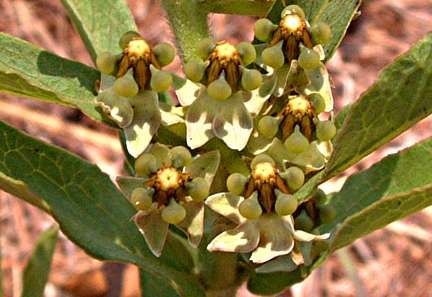 Image of Xysmalobium heudelotianum Decne.