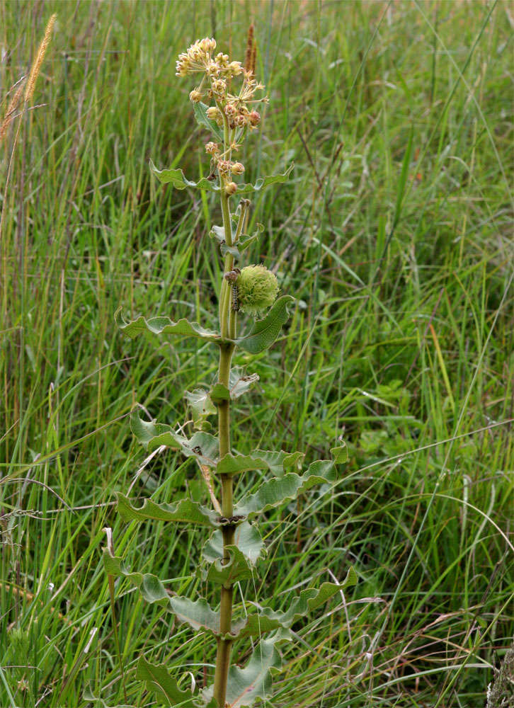 Image de Xysmalobium undulatum (L.) Ait.