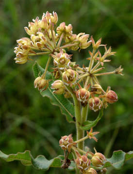 Image of Milkwort