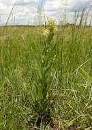 Image of Milkwort