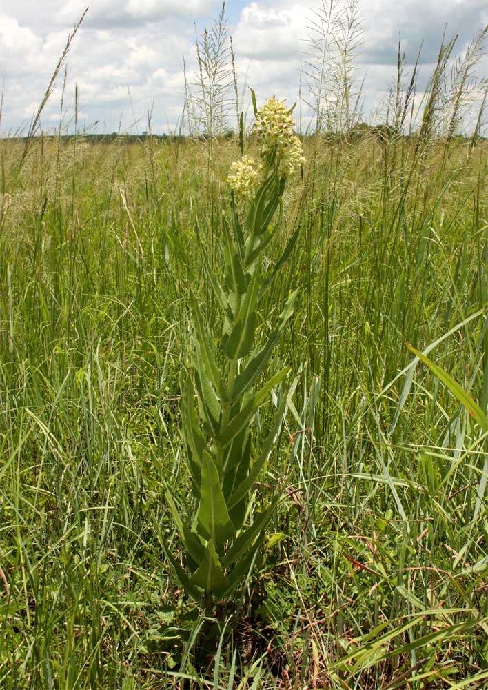 Image of Milkwort