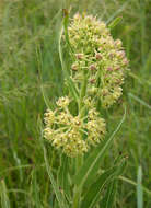 Image of Milkwort