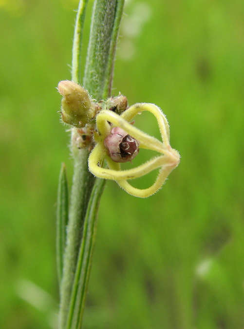 Aspidoglossum connatum (N. E. Br.) Bullock resmi