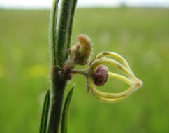 Aspidoglossum connatum (N. E. Br.) Bullock resmi