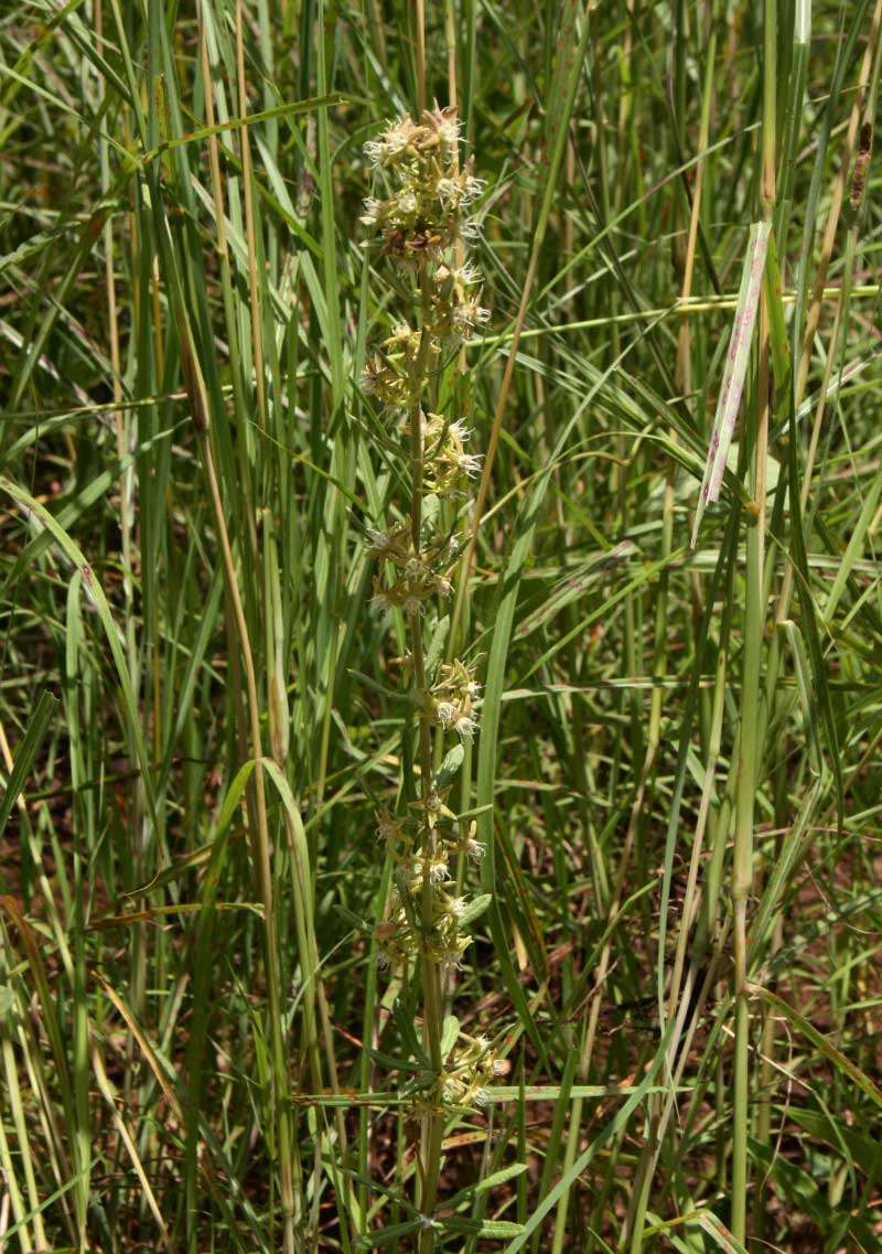 Image of Aspidoglossum nyasae (Britten & Rendle) F. K. Kupicha