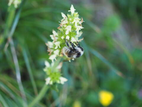 Image of Bombus mucidus Gerstäcker 1869