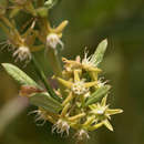 Image of Aspidoglossum nyasae (Britten & Rendle) F. K. Kupicha