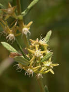 Image of Aspidoglossum nyasae (Britten & Rendle) F. K. Kupicha