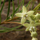 Image of Kanahia laniflora (Forsk.) R. Br.