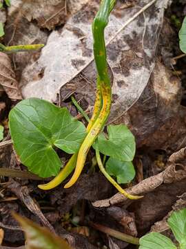 Image de Puccinia liliacearum Duby 1830