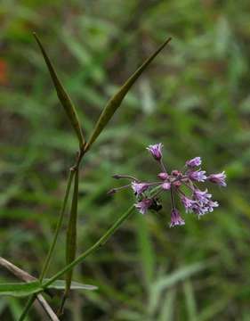 Image de Margaretta rosea Oliv.