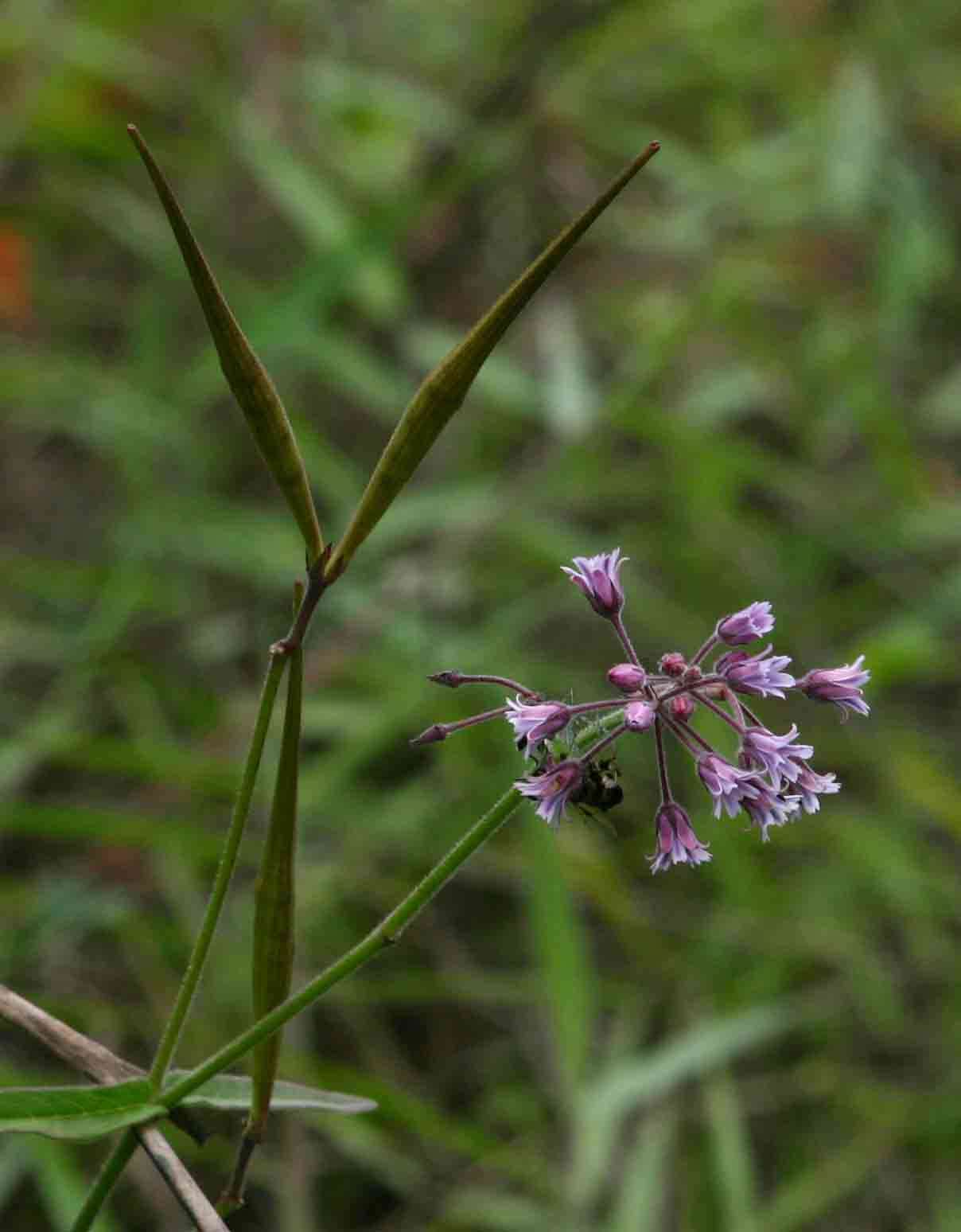 Image of Margaretta