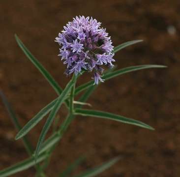 Image of Margaretta rosea Oliv.