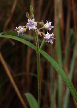 Image de Margaretta rosea Oliv.