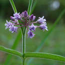 Image of Margaretta rosea subsp. whytei (K. Schum.) M. L. Mwanyambo