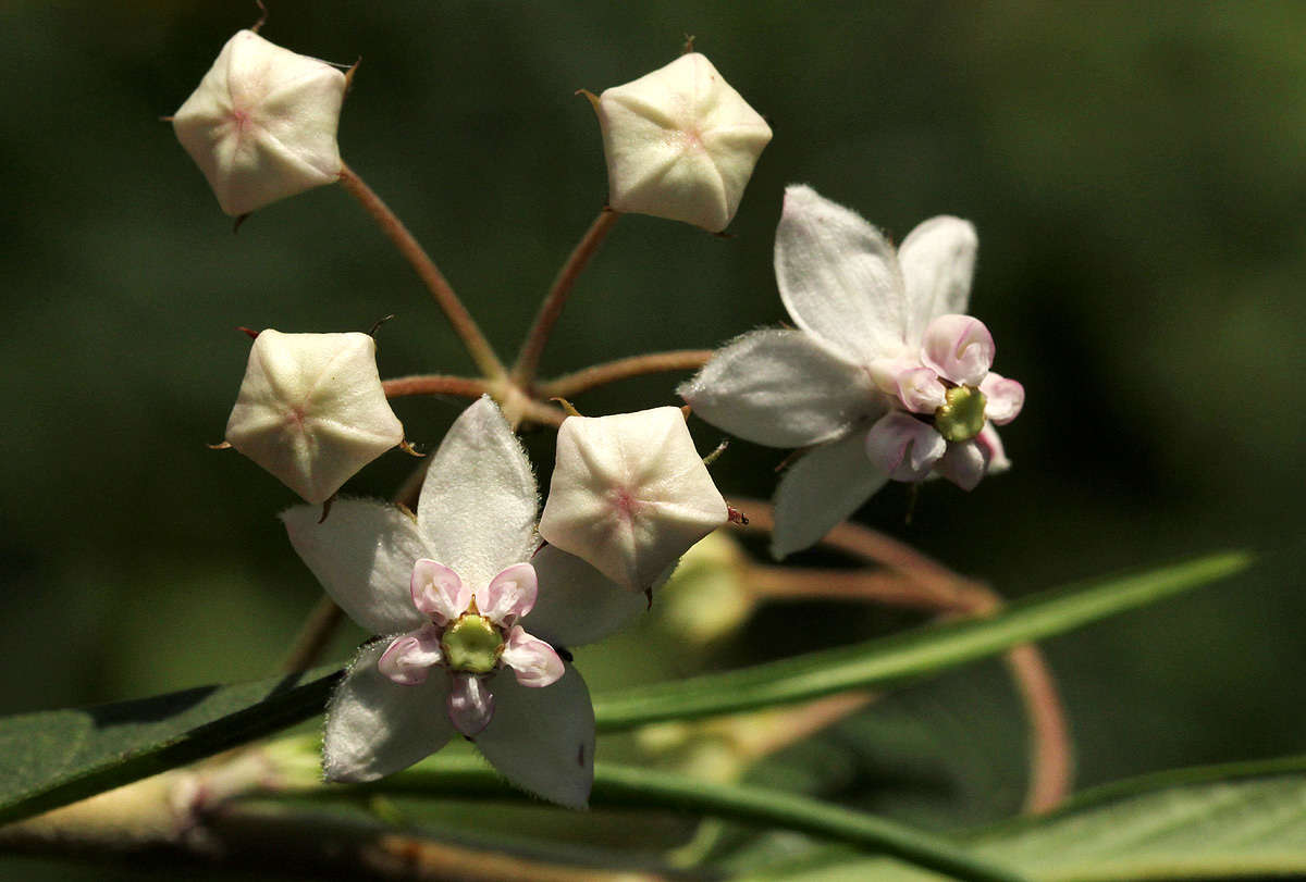 Image of Shrubby milkweed