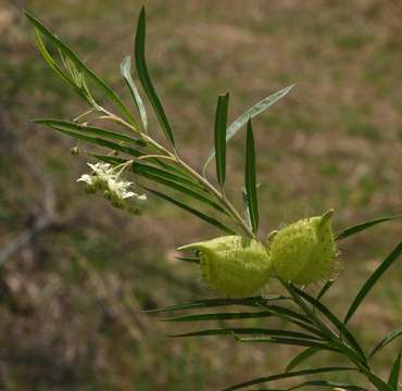 Image of Shrubby milkweed