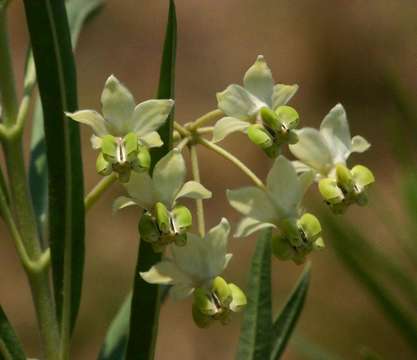 Слика од Gomphocarpus fruticosus (L.) W. T. Aiton