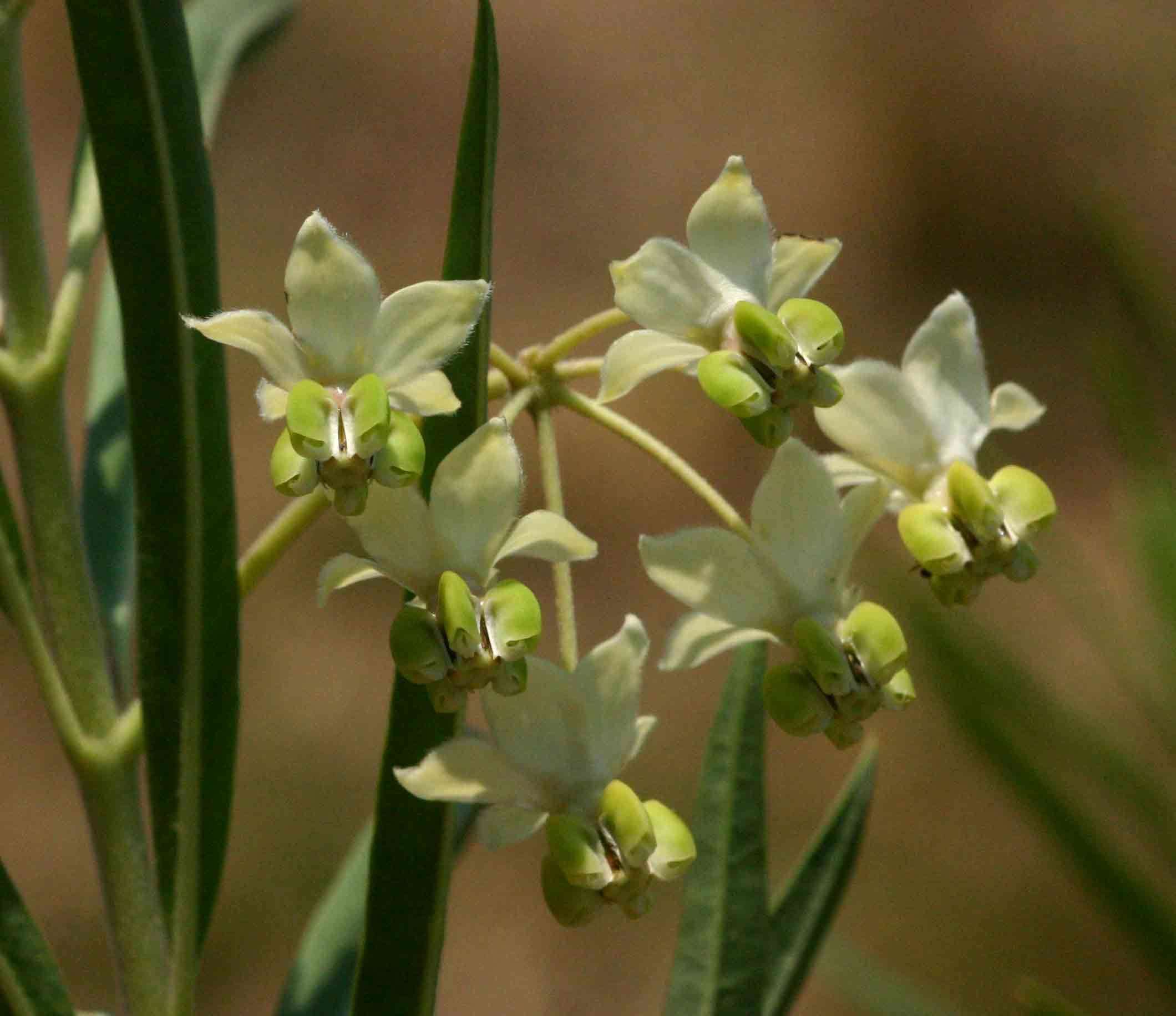 Image of Shrubby milkweed