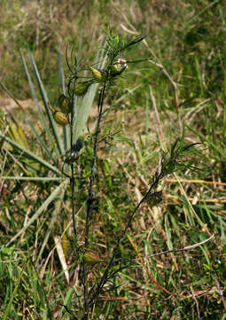 Слика од Gomphocarpus fruticosus (L.) W. T. Aiton