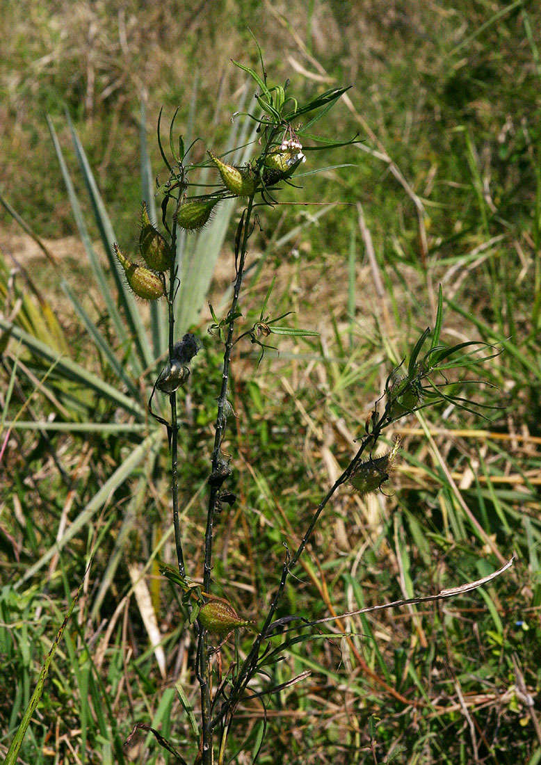 Image of Shrubby milkweed