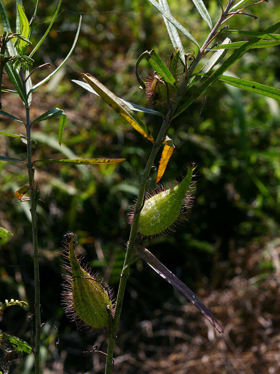 Image of Shrubby milkweed