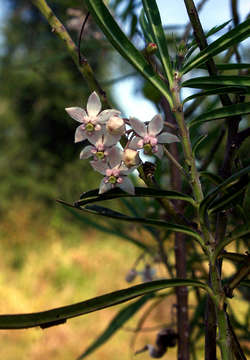 Image of Shrubby milkweed