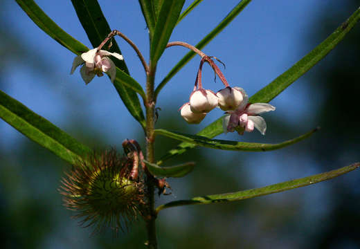 Слика од Gomphocarpus fruticosus (L.) W. T. Aiton