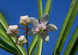 Image of Shrubby milkweed