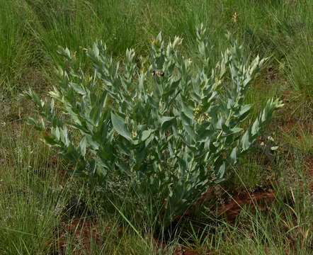 Image of Blue milkweed