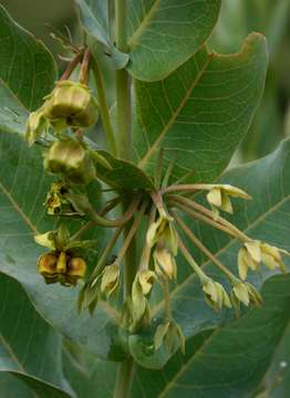 Image of Blue milkweed