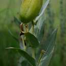 Image of Blue milkweed