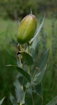 Sivun Asclepias glaucophylla (Schltr.) Schltr. kuva