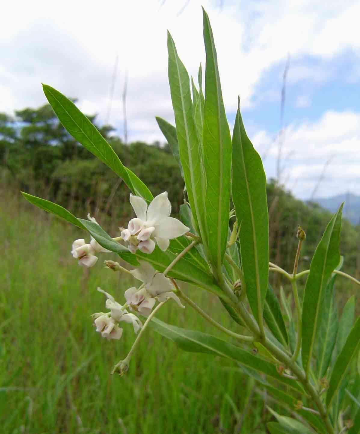 Plancia ëd Gomphocarpus