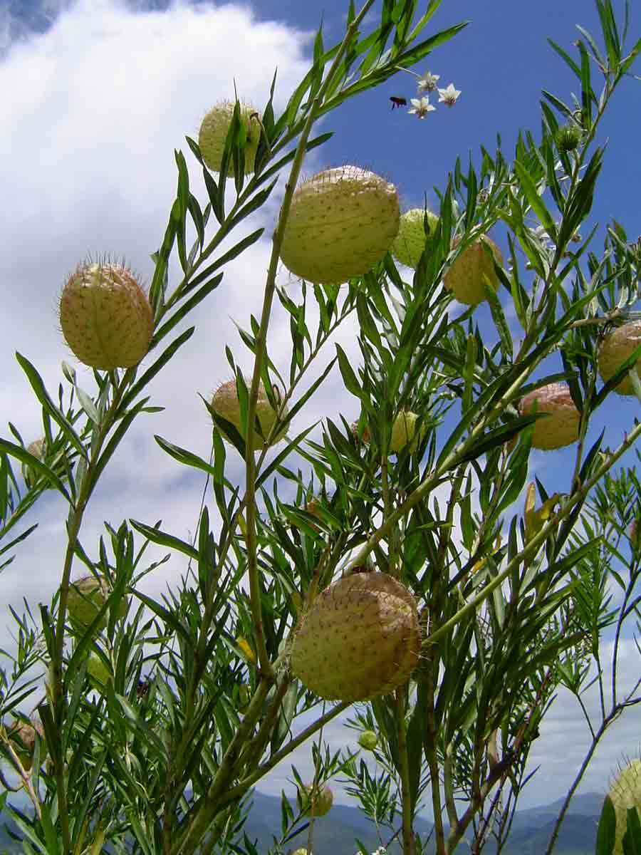 Plancia ëd Gomphocarpus