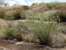 Image of Gomphocarpus tenuifolius (N. E. Br.) Bull.