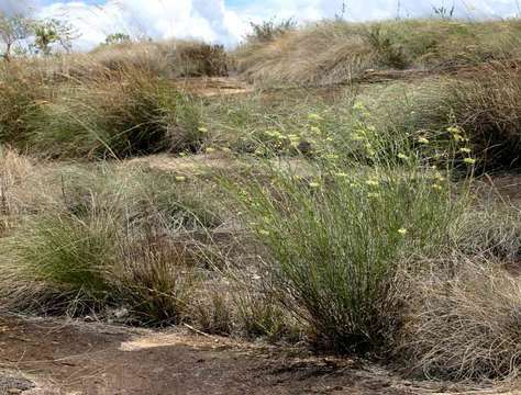 Слика од Gomphocarpus tenuifolius (N. E. Br.) Bull.