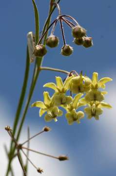 صورة Gomphocarpus tenuifolius (N. E. Br.) Bull.