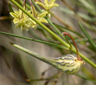 صورة Gomphocarpus tenuifolius (N. E. Br.) Bull.