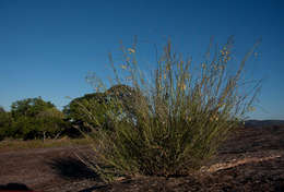 Image of Gomphocarpus tenuifolius (N. E. Br.) Bull.