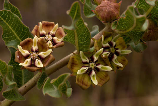 Image of Pachycarpus concolor E. Mey.