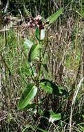 Plancia ëd Pachycarpus bisacculatus (Oliv.) Goyder