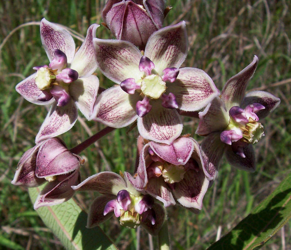 Image of Pachycarpus bisacculatus (Oliv.) Goyder